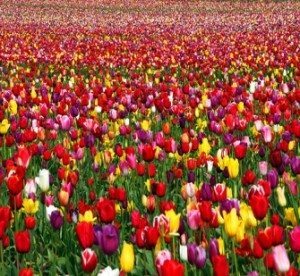 Tulips - GeneralLeadership.com