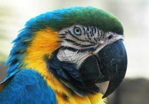 Parrot Head - GeneralLeadership.com